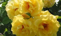 Kletterrose 'Golden Gate'®