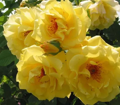 Rosa 'Golden Gate' Rosa 'Golden Gate'