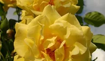 Kletterrose 'Golden Gate'®