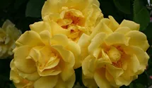 Kletterrose 'Golden Gate'®