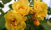 Kletterrose 'Golden Gate'®