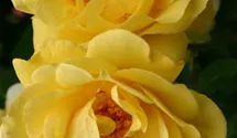 Kletterrose 'Golden Gate'®