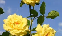 Kletterrose 'Golden Gate'®