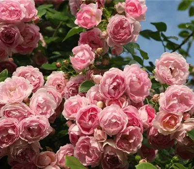 Rosa 'Jasmina' Rosa 'Jasmina'