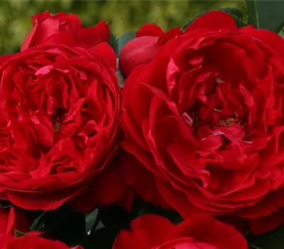 Rosa 'Florentina' Rosa 'Florentina'