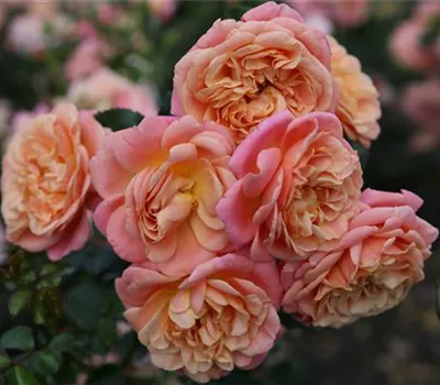 Rosa 'Peach Melba' Rosa 'Peach Melba'