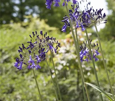 Agapanthus 'Flower of Love' Agapanthus 'Flower of Love'