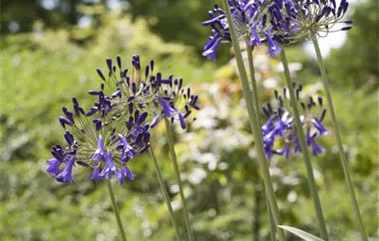 Agapanthus 'Flower of Love' Agapanthus 'Flower of Love'
