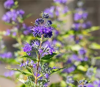 Caryopteris clandonensis 'Dark Knight' Caryopteris clandonensis 'Dark Knight'