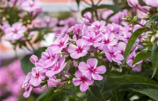 Phlox paniculata 'Early Pink Candy' Phlox paniculata 'Early Pink Candy'
