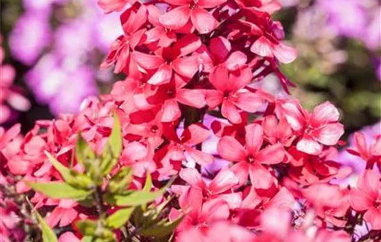 Phlox paniculata 'Early Red' Phlox paniculata 'Early Red'