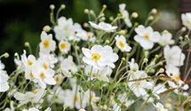 Garten-Herbst-Anemone 'Honorine Jobert'