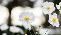 Garten-Herbst-Anemone 'Honorine Jobert'