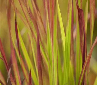Imperata cylindrica var. koenigii 'Red Baron'  Imperata cylindrica var. koenigii 'Red Baron'