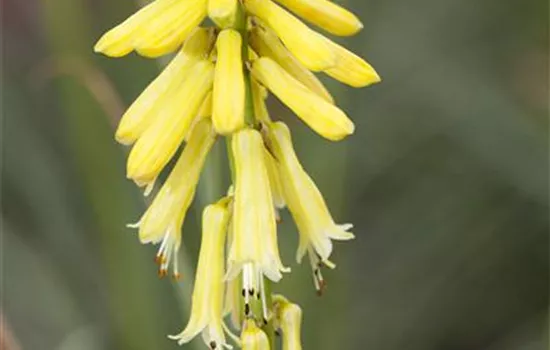 Kniphofia uvaria 'Poco Yellow'