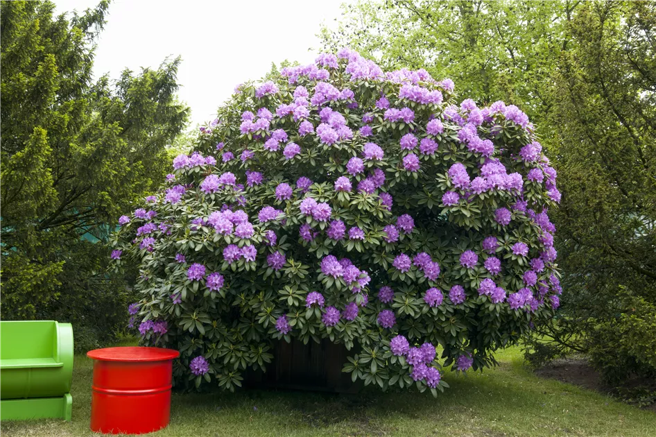 Rhododendron Hybride 'Catawbiense Grandiflorum'