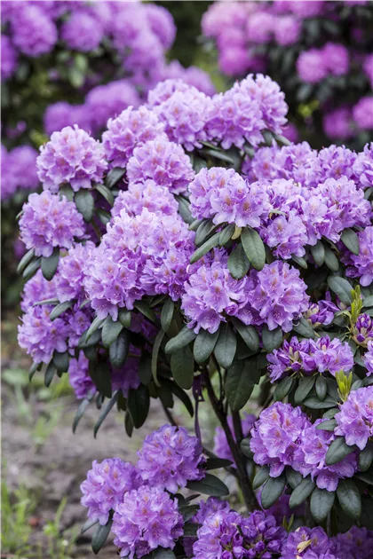 what is a wisteria Wisteria sinensis: Chinese Wisteria Seeds main image 1