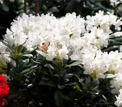 Rhododendron Hybride 'Cunningham's White' Rhododendron Hybride 'Cunningham's White'