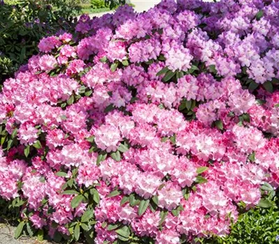 Rhododendron Hybride 'English Roseum'  Rhododendron Hybride 'English Roseum'