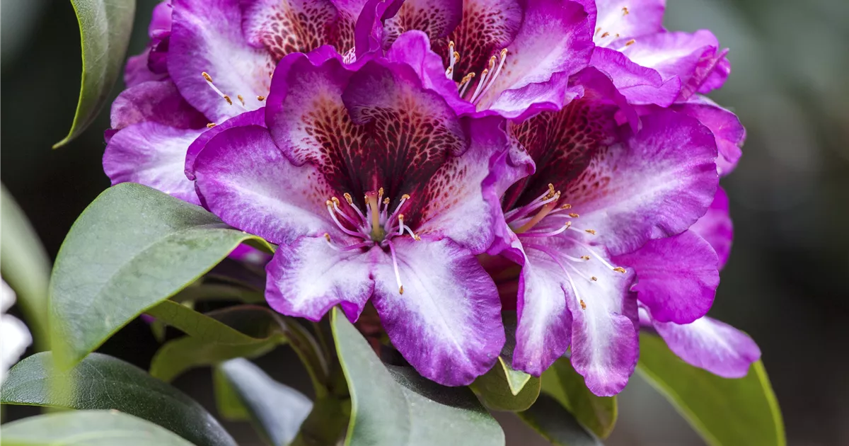 Rhododendron Hybride 'Hans Hachmann'