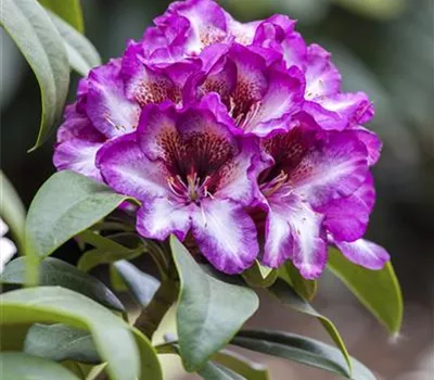 Rhododendron Hybride 'Hans Hachmann' Rhododendron Hybride 'Hans Hachmann'