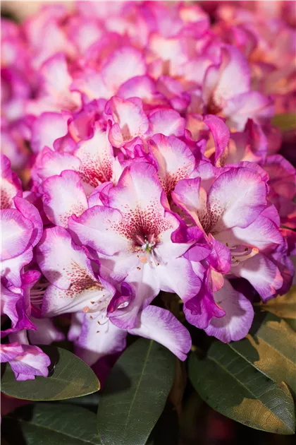 Rhododendron Hybride 'Hans Hachmann'