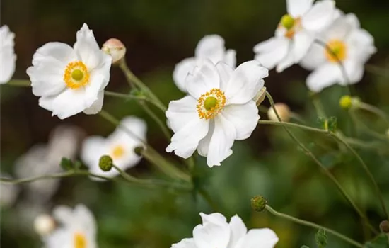 Anemone x hybrida 'Summer Breeze Snow' Anemone x hybrida 'Summer Breeze Snow'