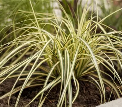 Carex oshimensis 'Maxigold' Carex oshimensis 'Maxigold'