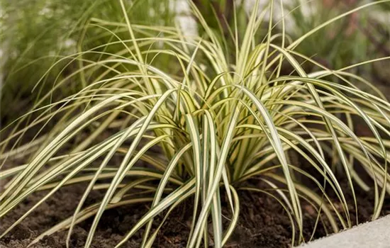 Carex oshimensis 'Maxigold'