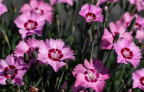 Dianthus plumarius 'Angel of Hope'