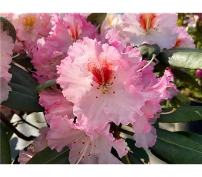 Rhododendron Hybride 'Bohlken’s Kronjuwel' Rhododendron Hybride 'Bohlken’s Kronjuwel'