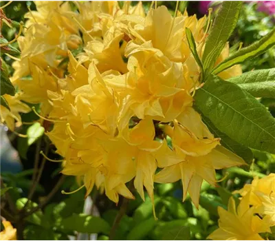 Rhododendron mixtum 'Sonnenköpfchen'  Rhododendron mixtum 'Sonnenköpfchen'