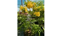 Rhododendron mixtum 'Sonnenkpfchen'