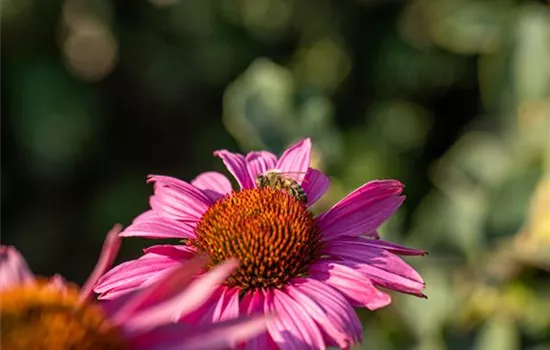 Echinacea purpurea 'Fatal Attraction' Echinacea purpurea 'Fatal Attraction'
