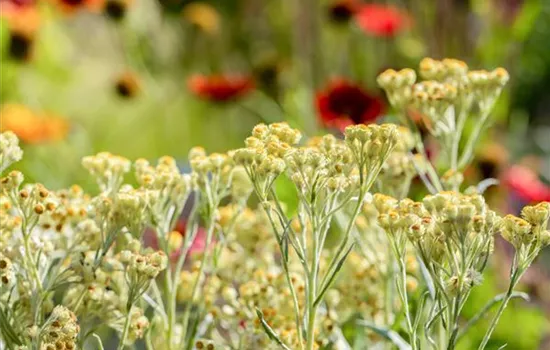 Helichrysum apiculatum 'Korma' Helichrysum apiculatum 'Korma'