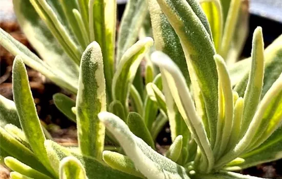 Lavandula x intermedia 'Platinum Blonde' Lavandula x intermedia 'Platinum Blonde'