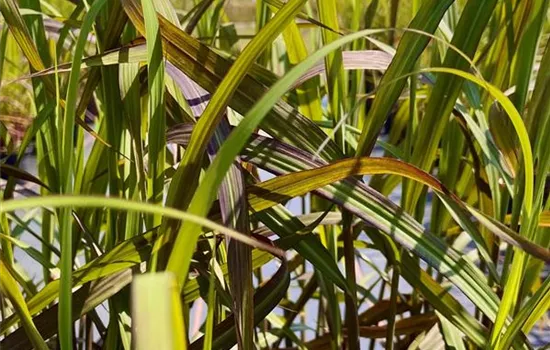 Miscanthus sinensis 'Navajo' Miscanthus sinensis 'Navajo'