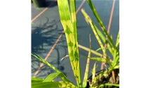 Riesen-Landschilf 'Aligator'