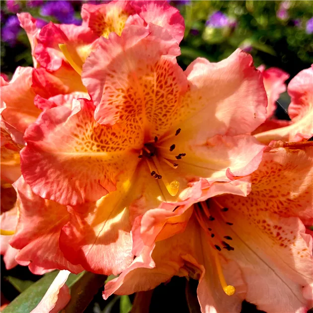 Rhododendron Hybride 'Sun Fire'