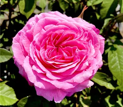 Rosa 'Gertrude Jekyll'
