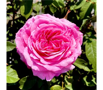Rosa 'Gertrude Jekyll' Rosa 'Gertrude Jekyll'