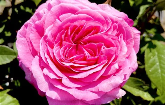 Rosa 'Gertrude Jekyll' Rosa 'Gertrude Jekyll'