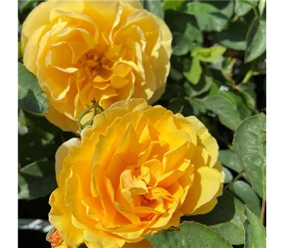 Rosa 'Graham Thomas' Rosa 'Graham Thomas'