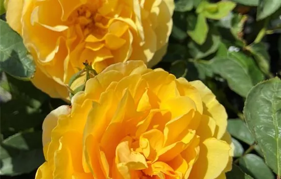 Rosa 'Graham Thomas' Rosa 'Graham Thomas'