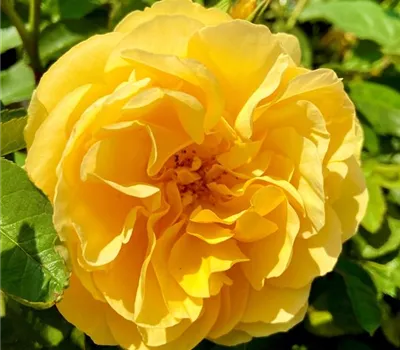 Rosa 'Graham Thomas'