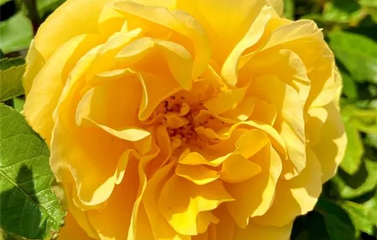 Rosa 'Graham Thomas'