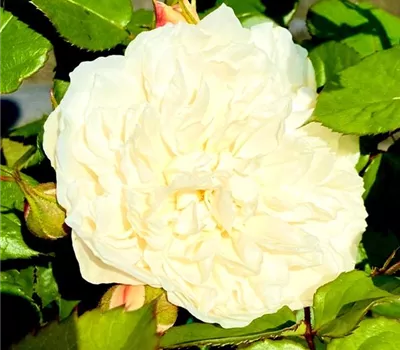 Rosa 'William and Catherine'