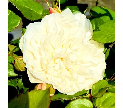 Rosa 'William and Catherine' Rosa 'William and Catherine'