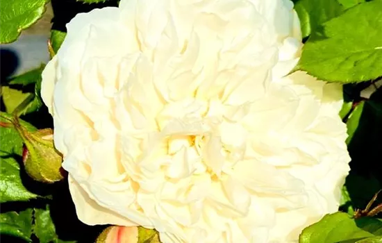 Rosa 'William and Catherine' Rosa 'William and Catherine'