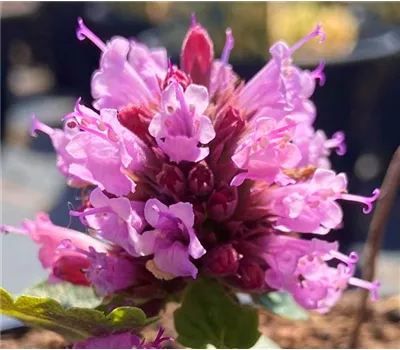 Agastache 'Poquito Lavender' Agastache 'Poquito Lavender'